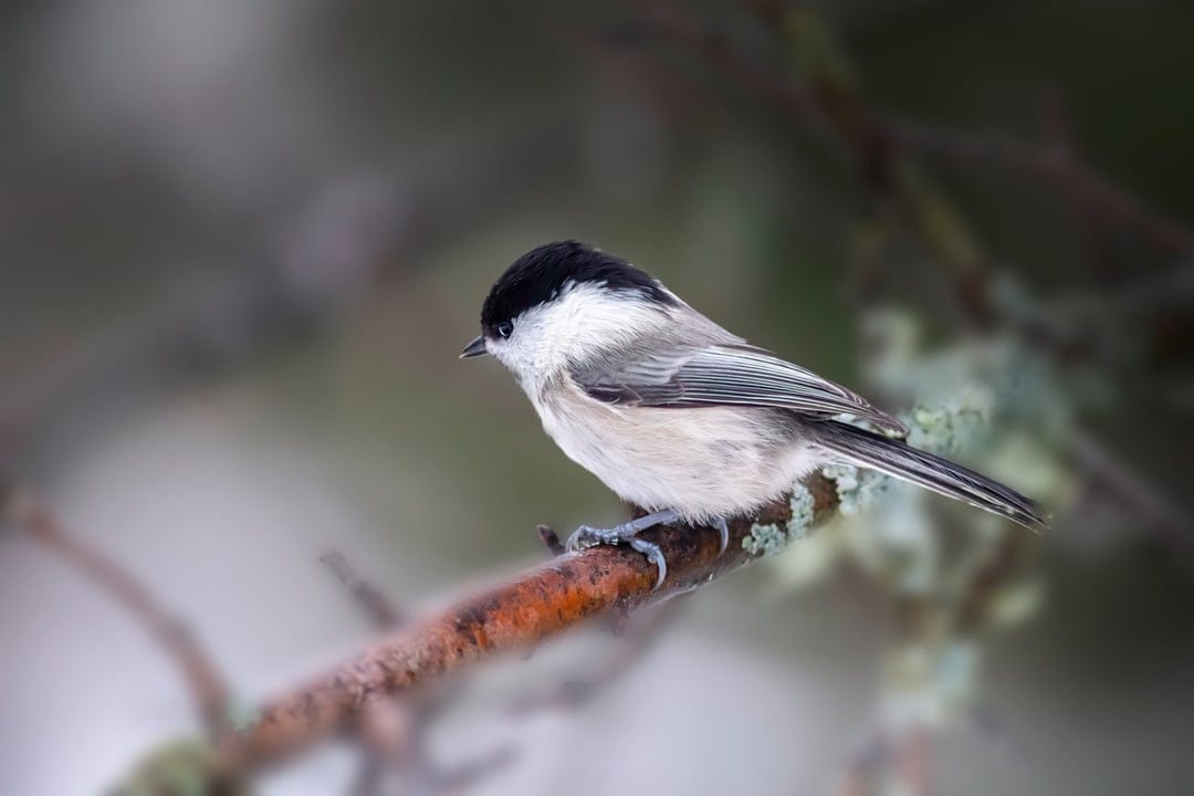 Willow Tit with a black cap and white cheeks perches on a green mossy branch against a soft winter background.