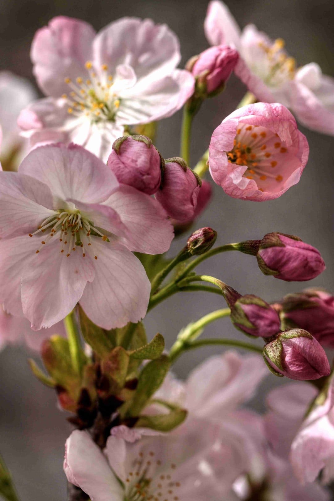 Pink cherry blossoms with visible stamens and small green buds appear against a soft blurred pastel background.