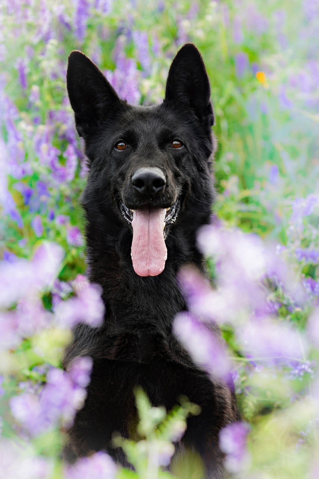 Black German Shepherd sits with its tongue out in a field of blooming purple lavender flowers under soft light.