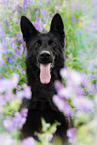 dog,german shepherd,canine,flower background,beautiful flowers,animal,pet,flower wallpaper,nature,domestic,flowers,field