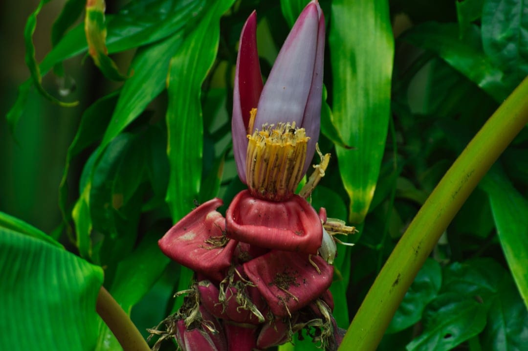 Purple banana blossom with yellow florets hangs vertically against a soft-focus background of green jungle leaves.