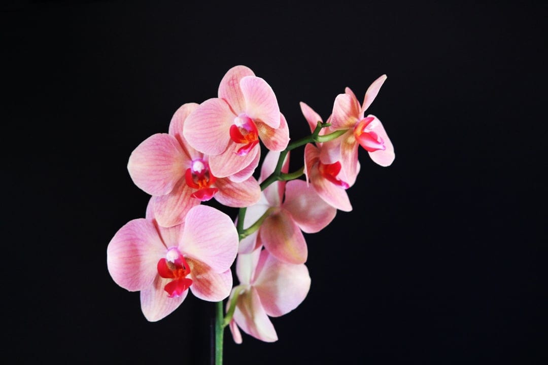 Pink orchid flowers with magenta centers on a dark branch against a solid black background in close-up detail.