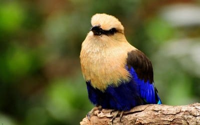 bird,color,unusual,branch