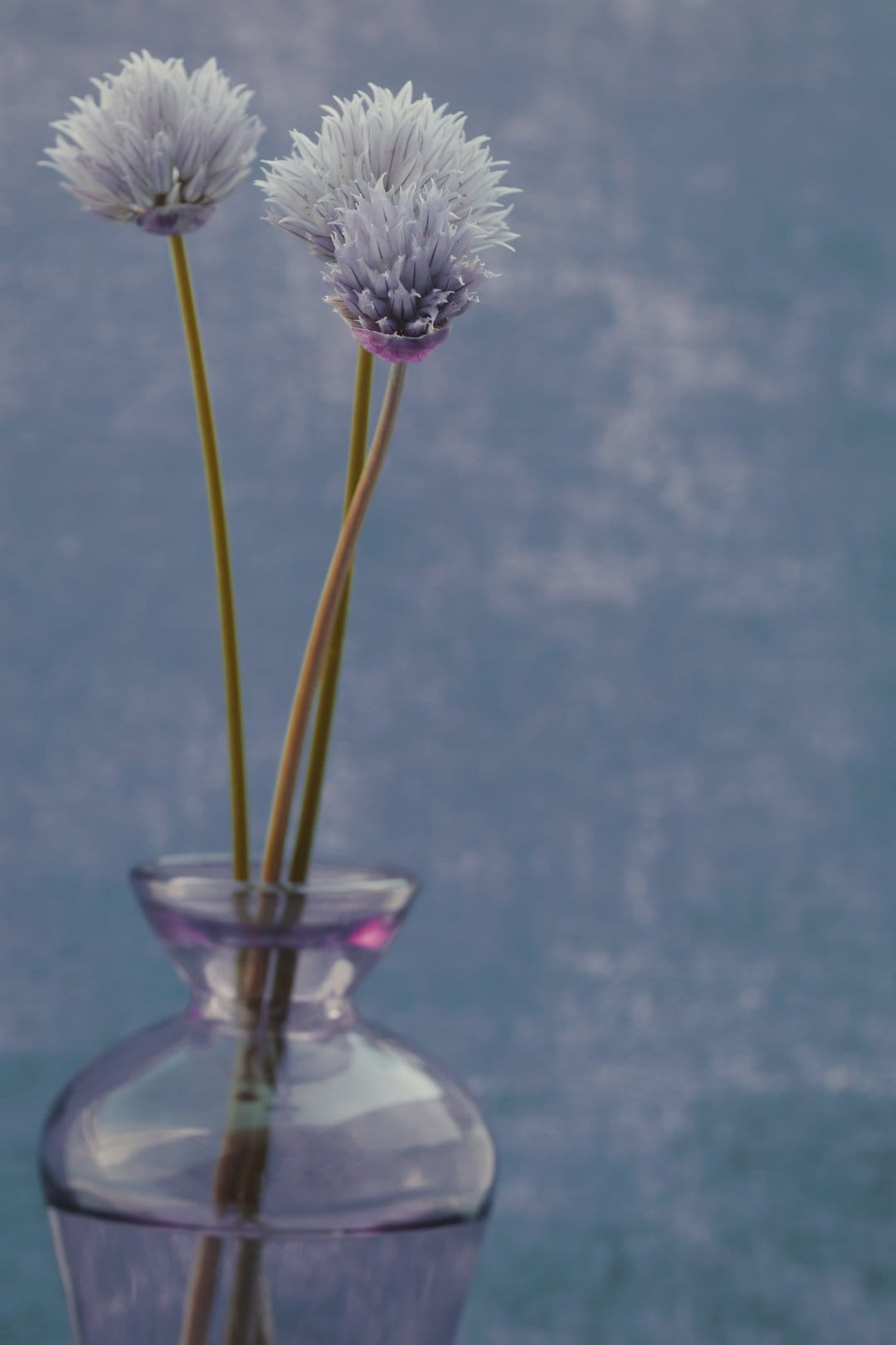 Purple chive blossoms with thin petals sit in a small iridescent glass vase against a textured blue background.