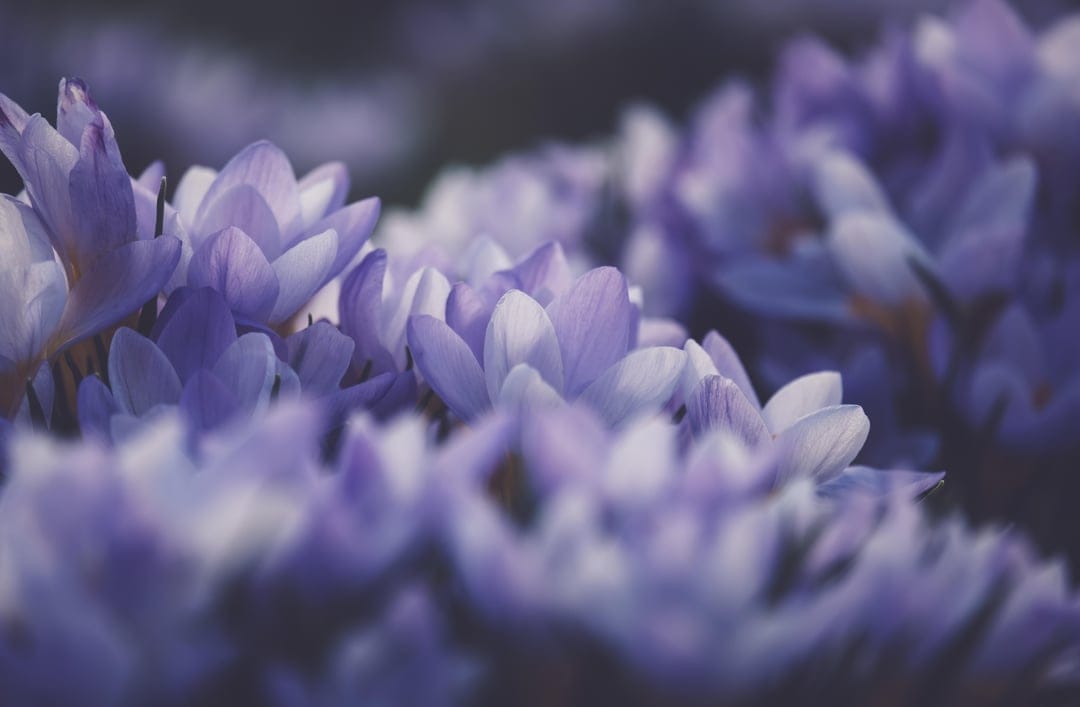 Purple crocus blossoms with golden stamens stand in soft focus against a blurred green and lavender backdrop.