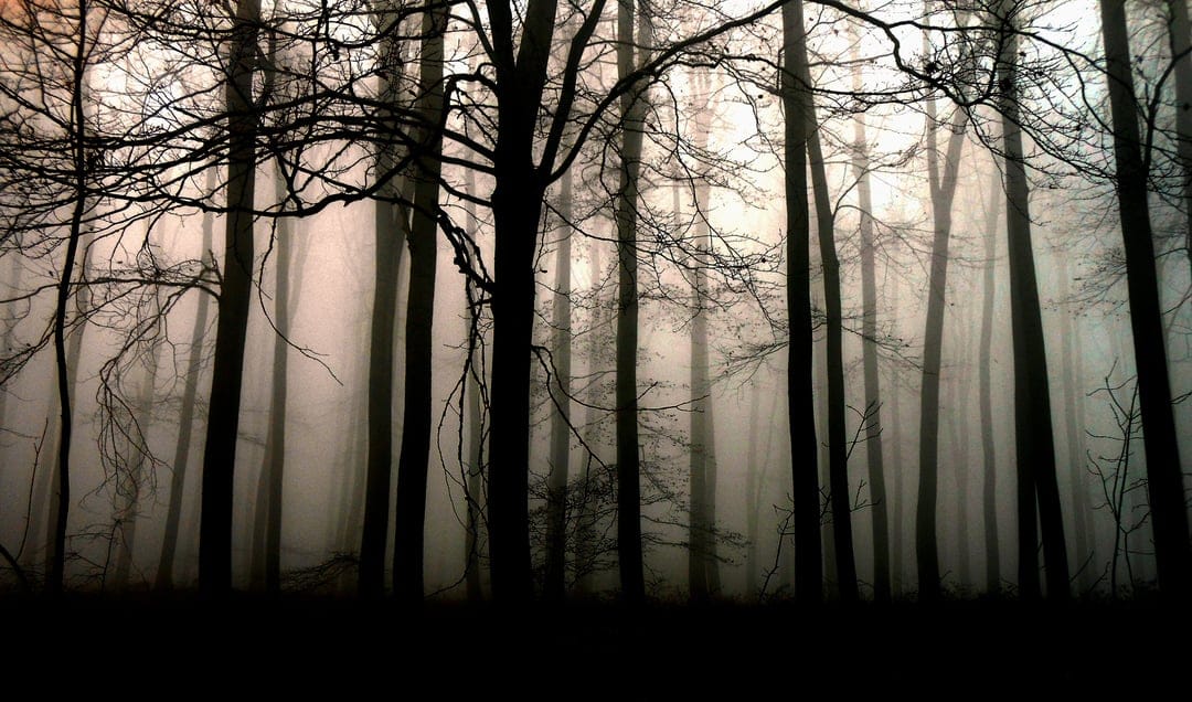 Bare tree silhouettes reach into thick white fog above a dark shadowy forest floor in a vertical composition.
