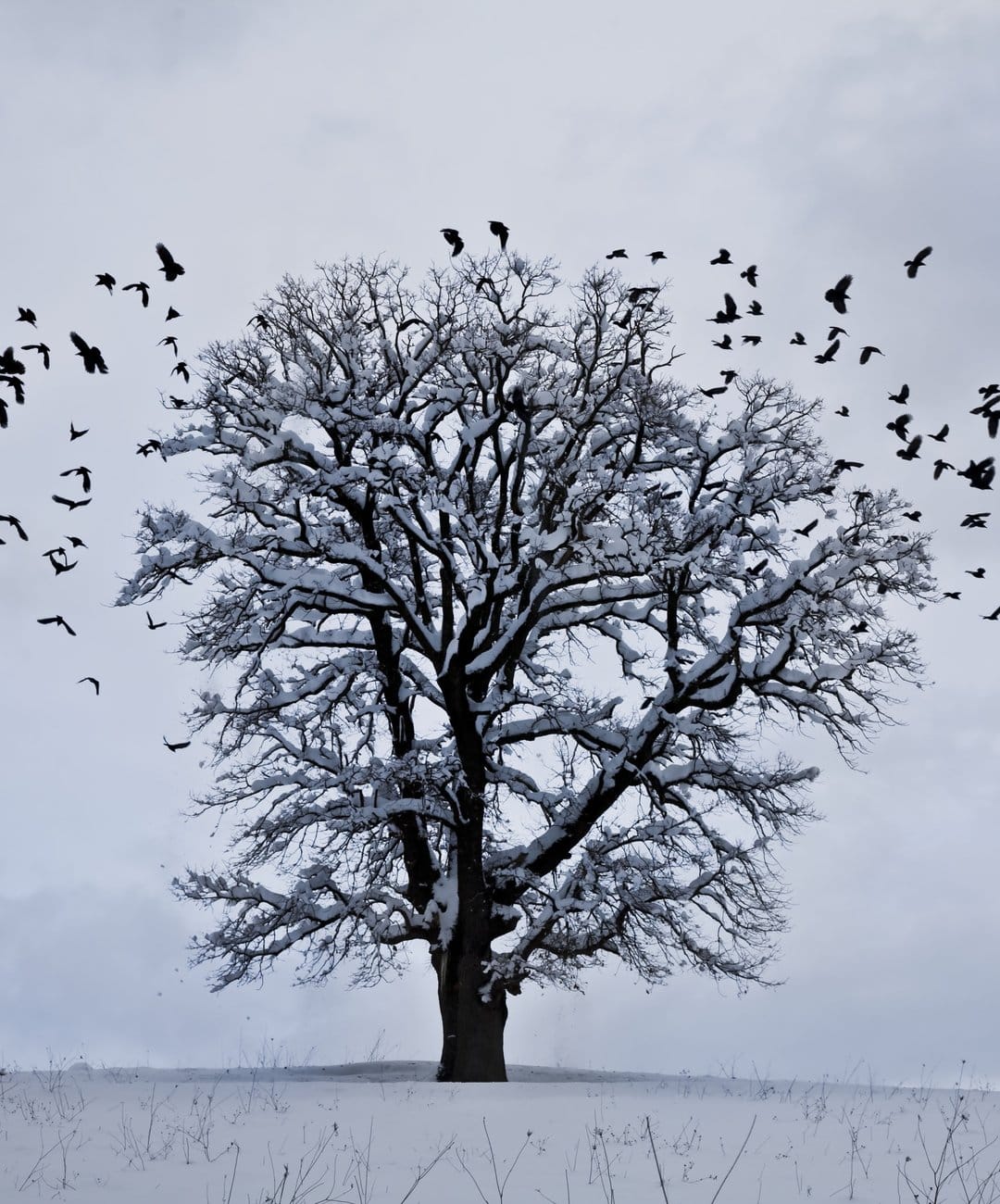 Black crows circle a solitary snow-laden tree standing in a deep white field beneath a muted grey winter sky.