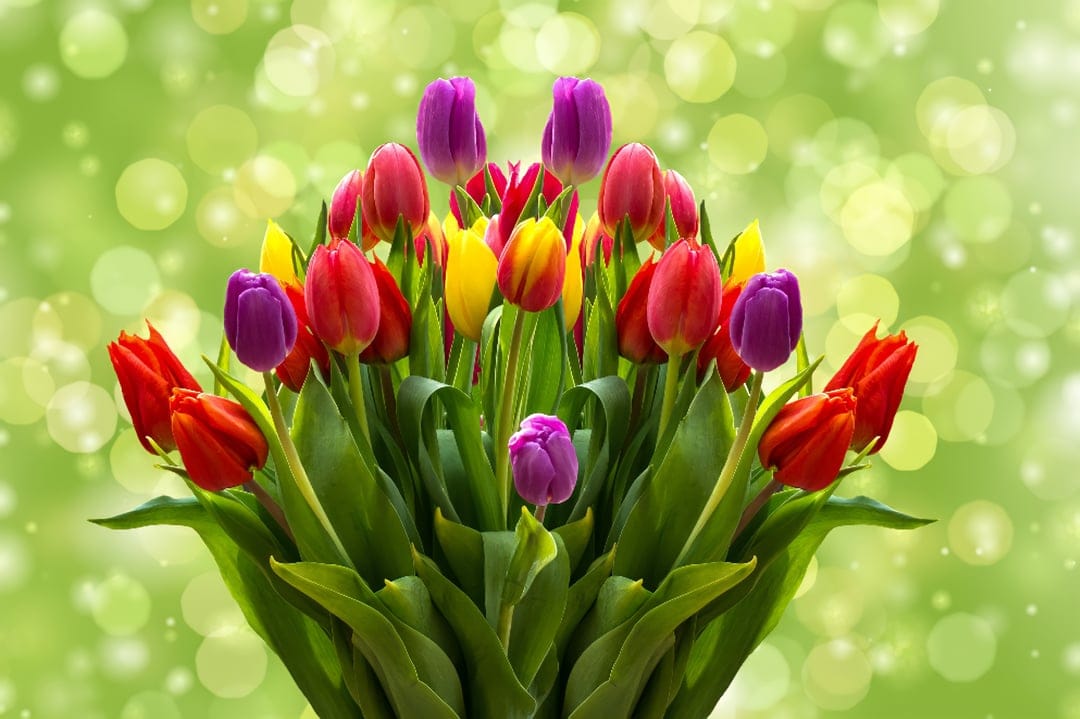 Crimson, yellow, and purple tulips stand against a blurred green forest background with soft bokeh light spots.