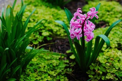 flower,pink,green,nature,beautiful nature,beautiful wallpaper,floral background,cool backgrounds,free background,flower background,flower wallpaper,nature wallpaper,desktop backgrounds,full hd wallpaper,hd wallpaper,4k wallpaper,4k wallpaper,mac wallpaper