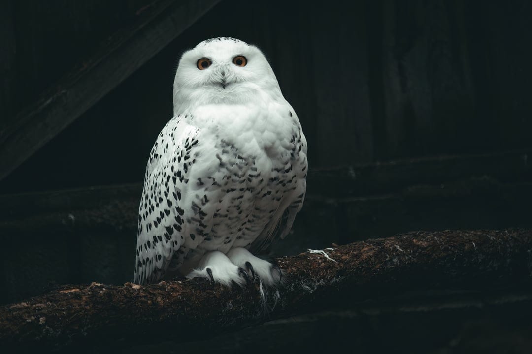Snowy owl with yellow eyes and speckled feathers perched on a mossy tree branch in a dark forest setting.