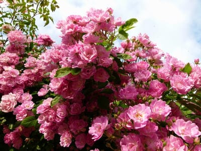 Pink rose clusters and green leaves cascade against a bright blue sky with light clouds in a vertical framing.
