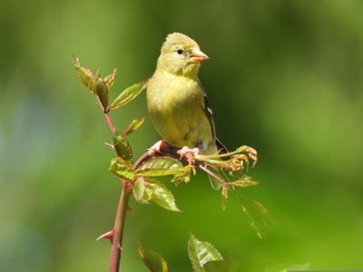 American Goldfinch perches on a sharp thorny branch under bright sunlight with a soft green bokeh background.