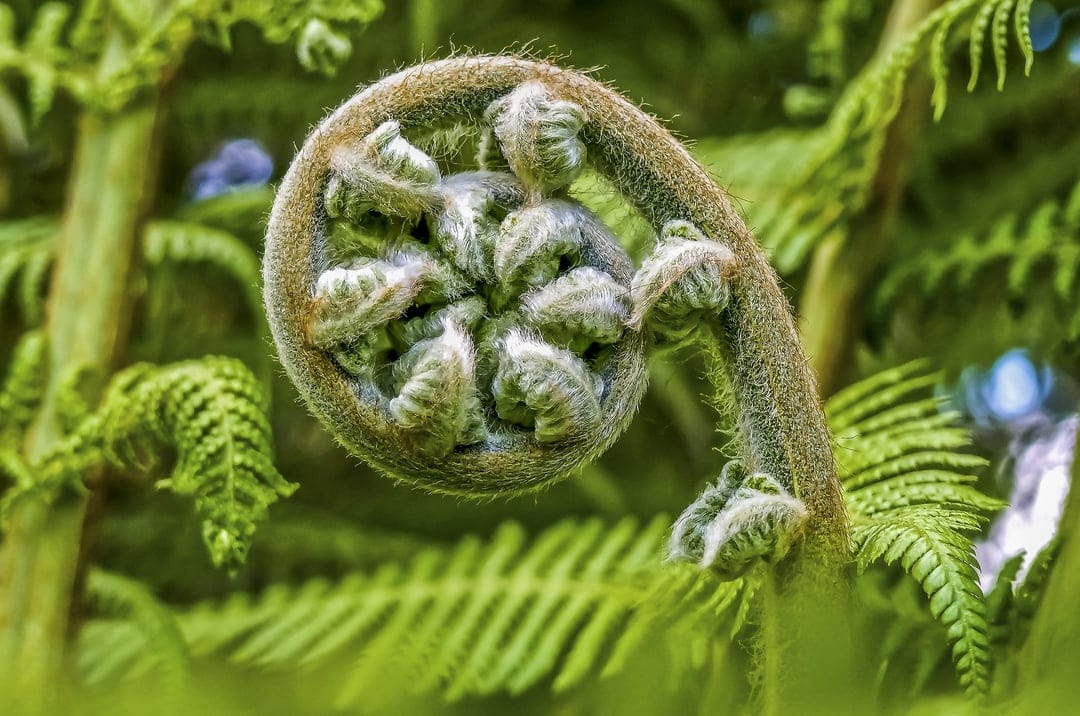 Green fern fiddlehead showing a fuzzy spiral shape against a blurred forest background in a vertical shot.