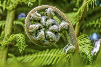nature,fern,windows wallpaper,green,wallpaper hd,plant,leaves,summer,floral background,free wallpaper,flora,beautiful wallpaper,development,hd wallpaper,growth,mac wallpaper,4k wallpaper,full hd wallpaper,frond,wallpaper 4k