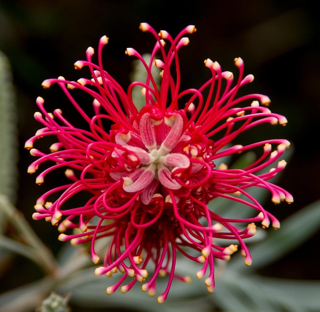 Red Grevillea flower with spidery petals and yellow tips against a soft green background in a macro photograph.