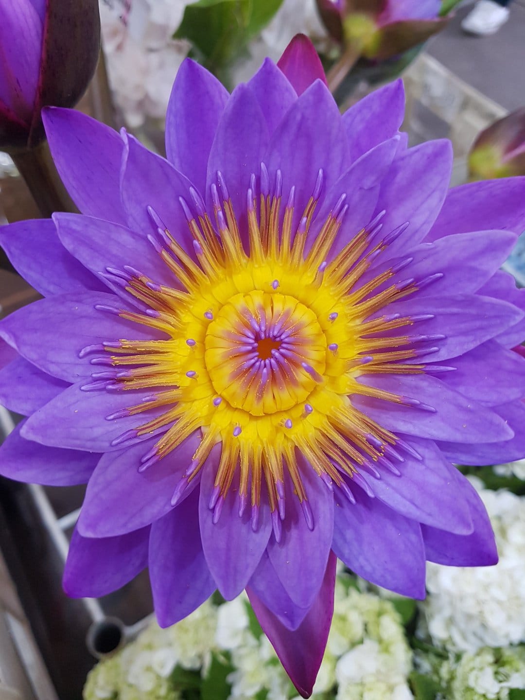 Purple water lily with yellow stamens and velvet petals captured in a close-up vertical orientation.
