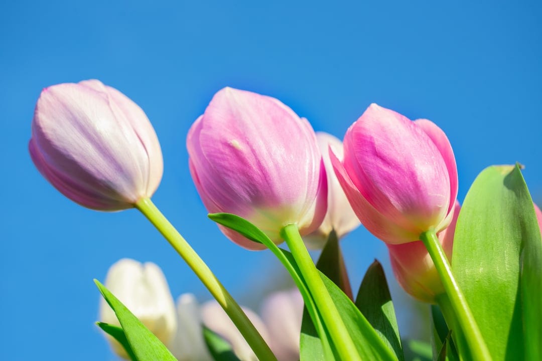 Pink and lavender tulips with green leaves reach toward a bright blue sky under soft natural sunlight.