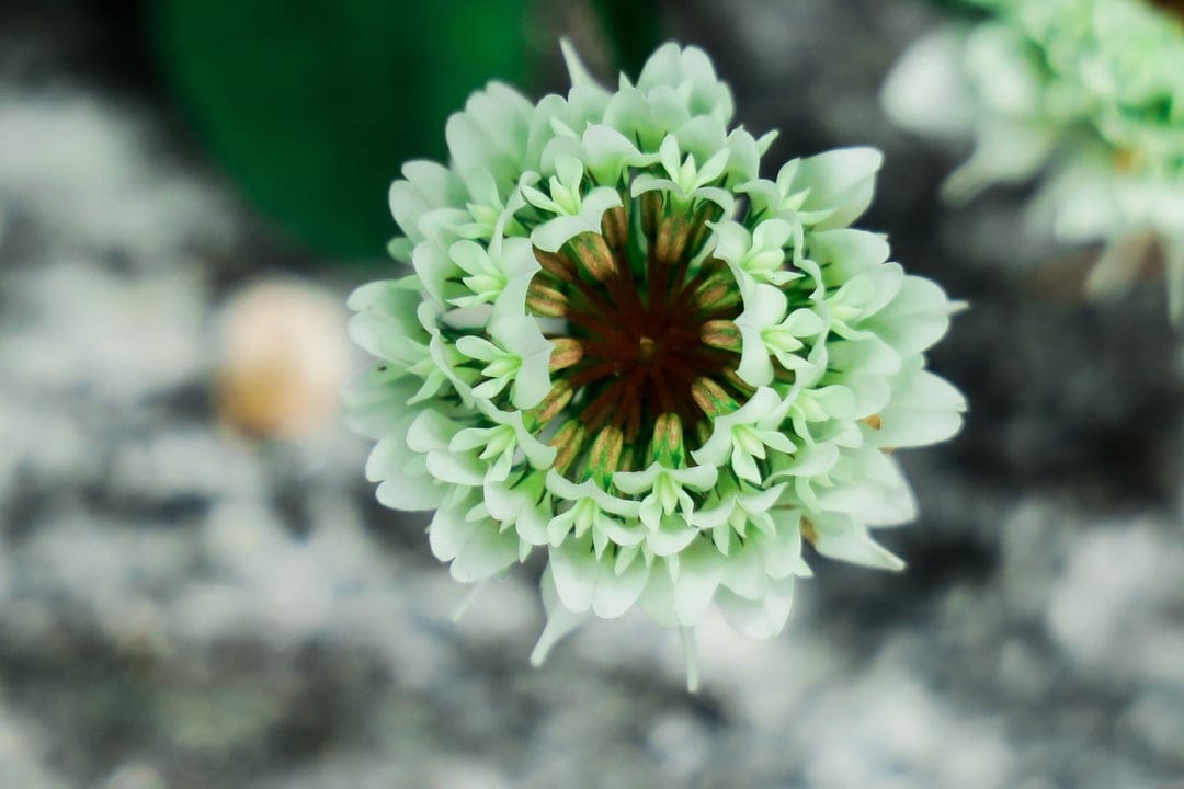 Pale green flower with layered petals and a dark center captured in a close-up macro shot with soft bokeh.