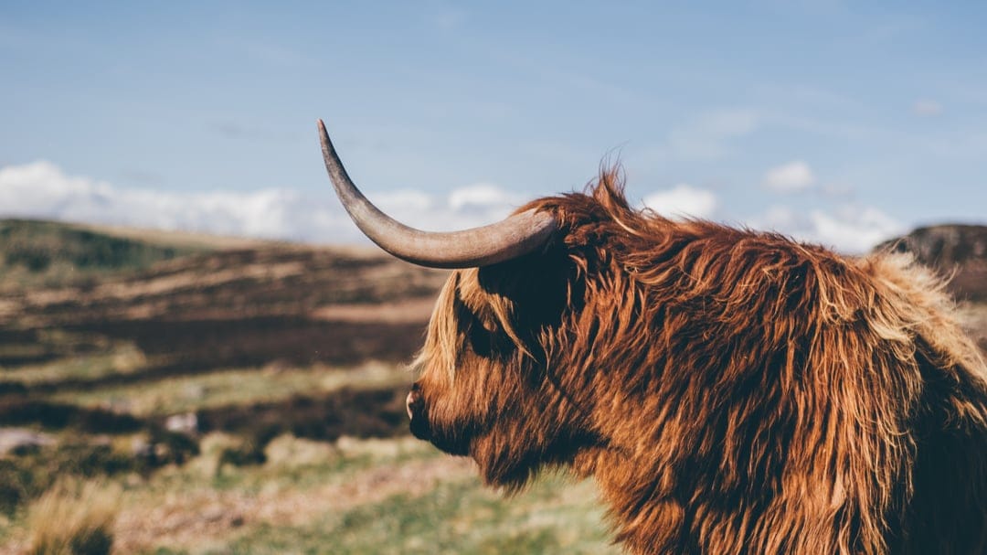 Highland cow with long brown fur and curved horns stands in a green pasture under a blue sky with soft clouds.