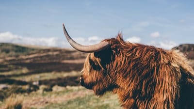 Hairy bull wallpaper,iPhone wallpaper,bull background,bull,angry bull