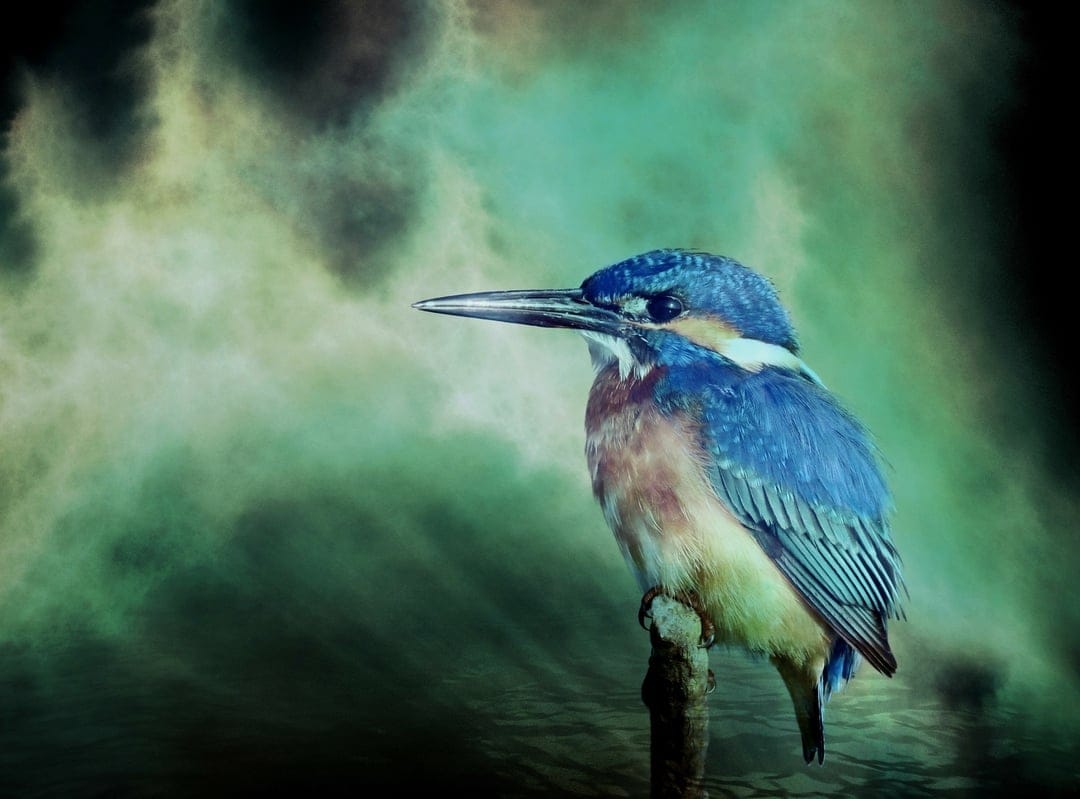 Kingfisher bird with blue and orange feathers perches on a branch before swirling green and yellow clouds.