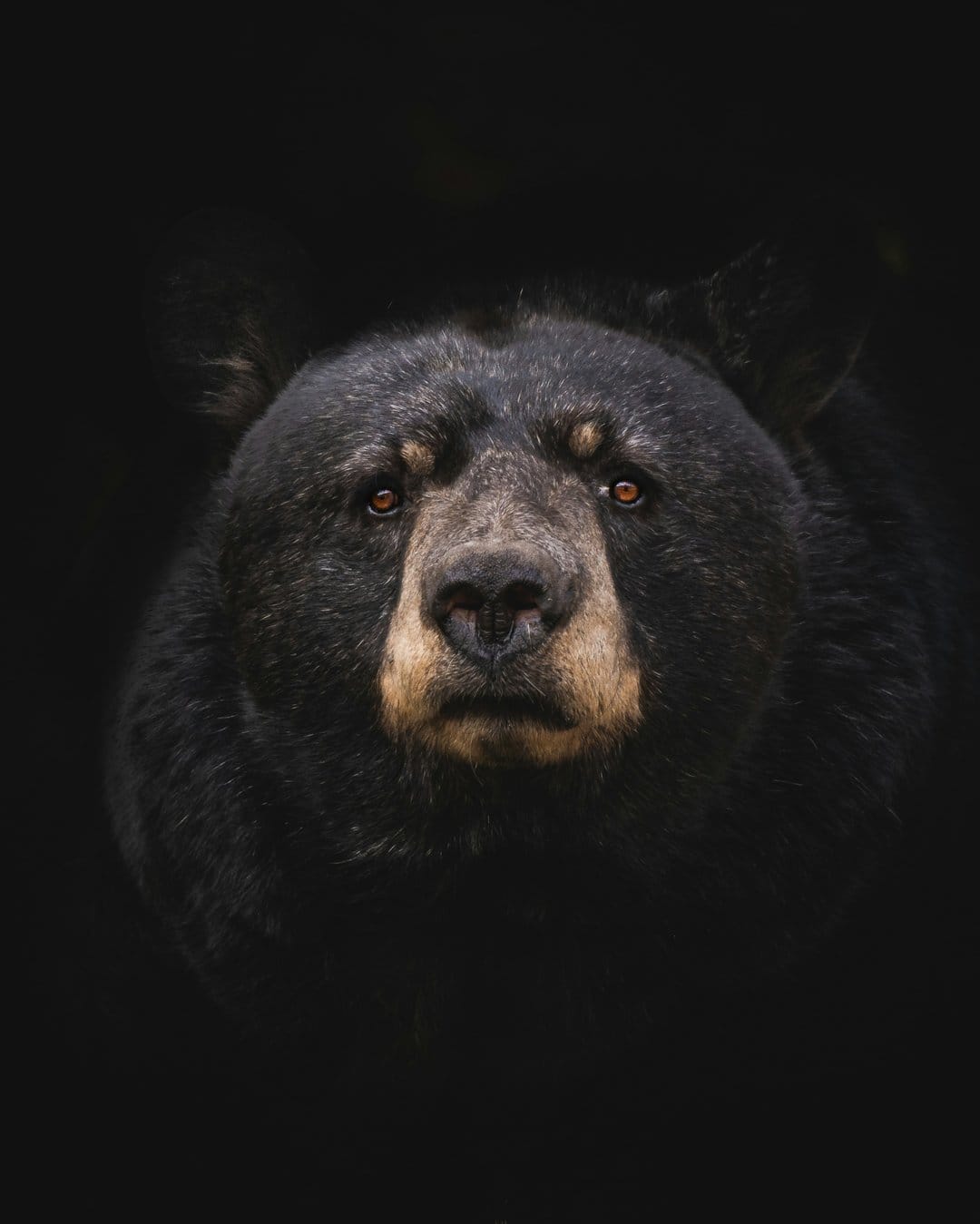 Black bear with glowing amber eyes and wet snout emerges from a dark background in a close-up portrait.