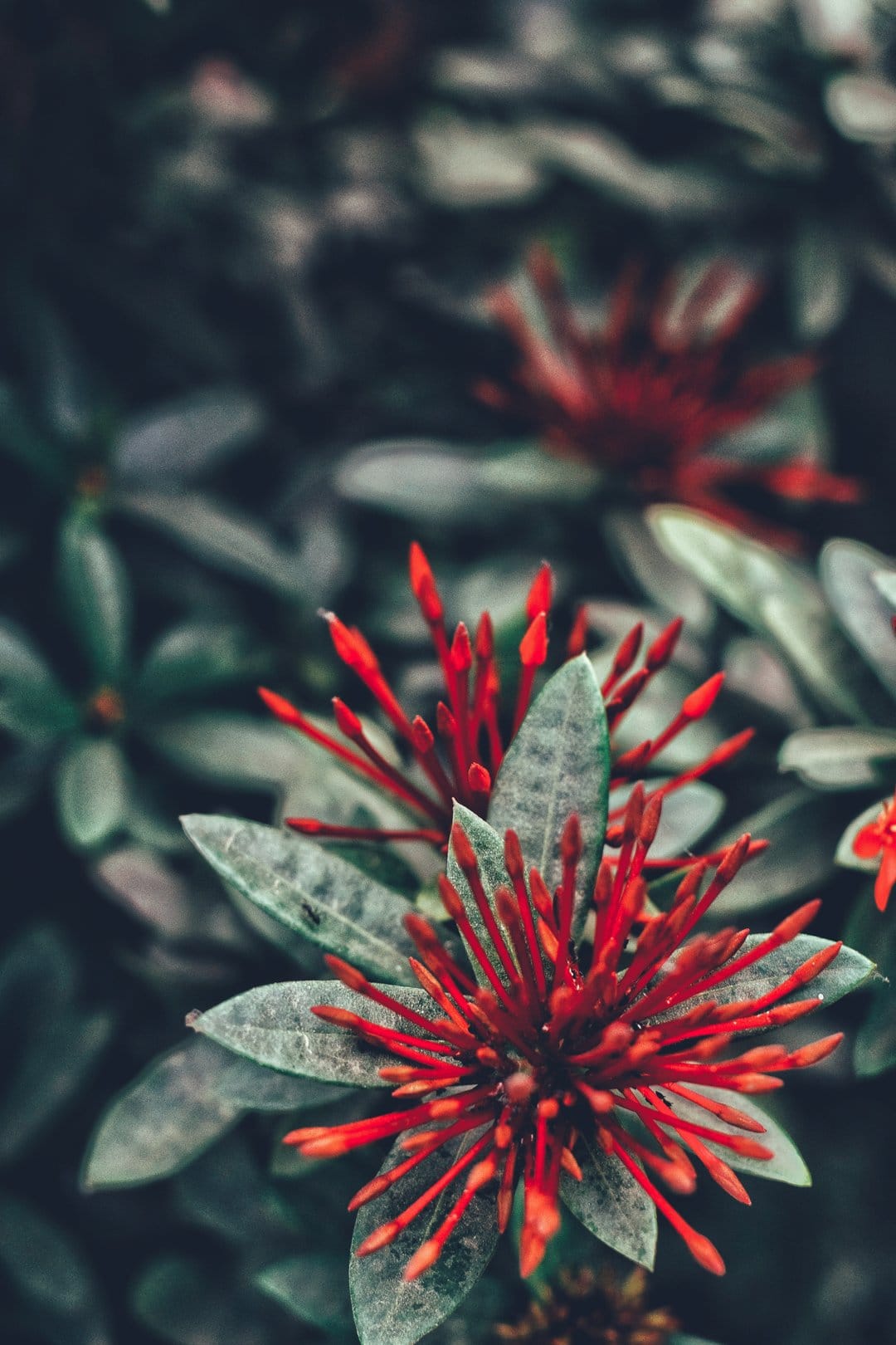 Crimson Ixora flowers with waxy petals clustered together against blurred dark green textured garden leaves.