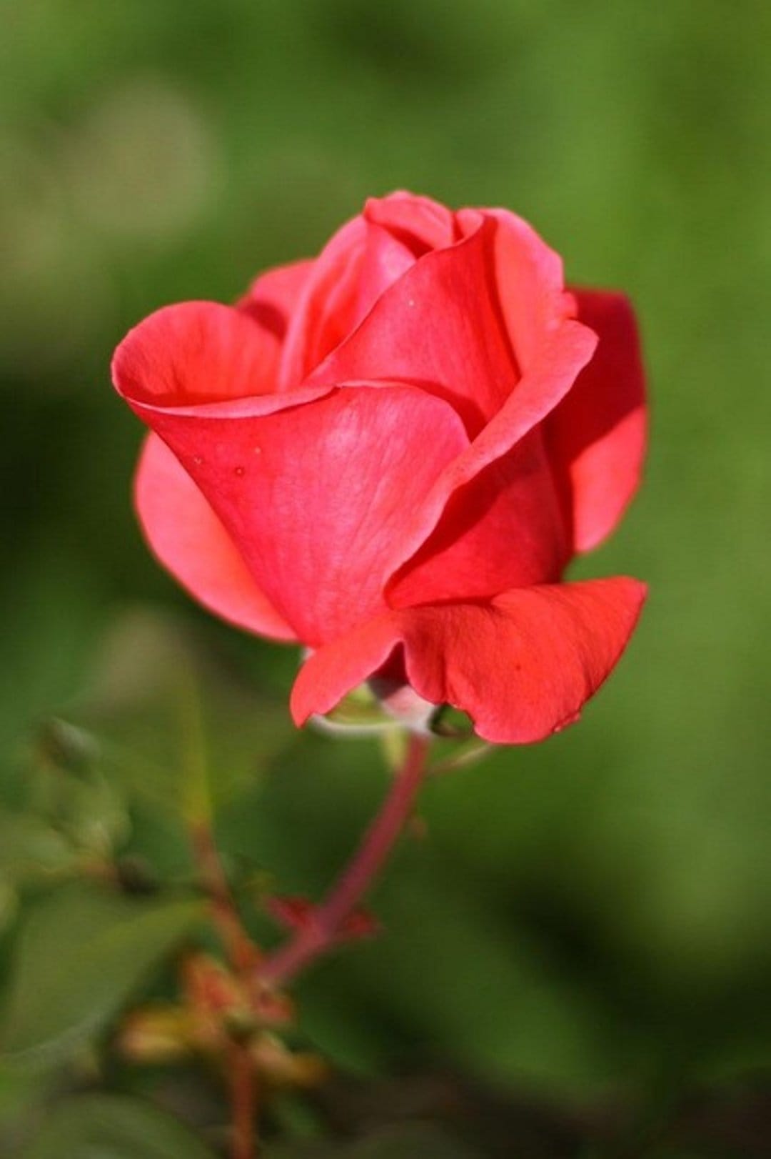 Crimson rose with dew drops on soft petals stands out against a creamy green bokeh background in sharp detail.