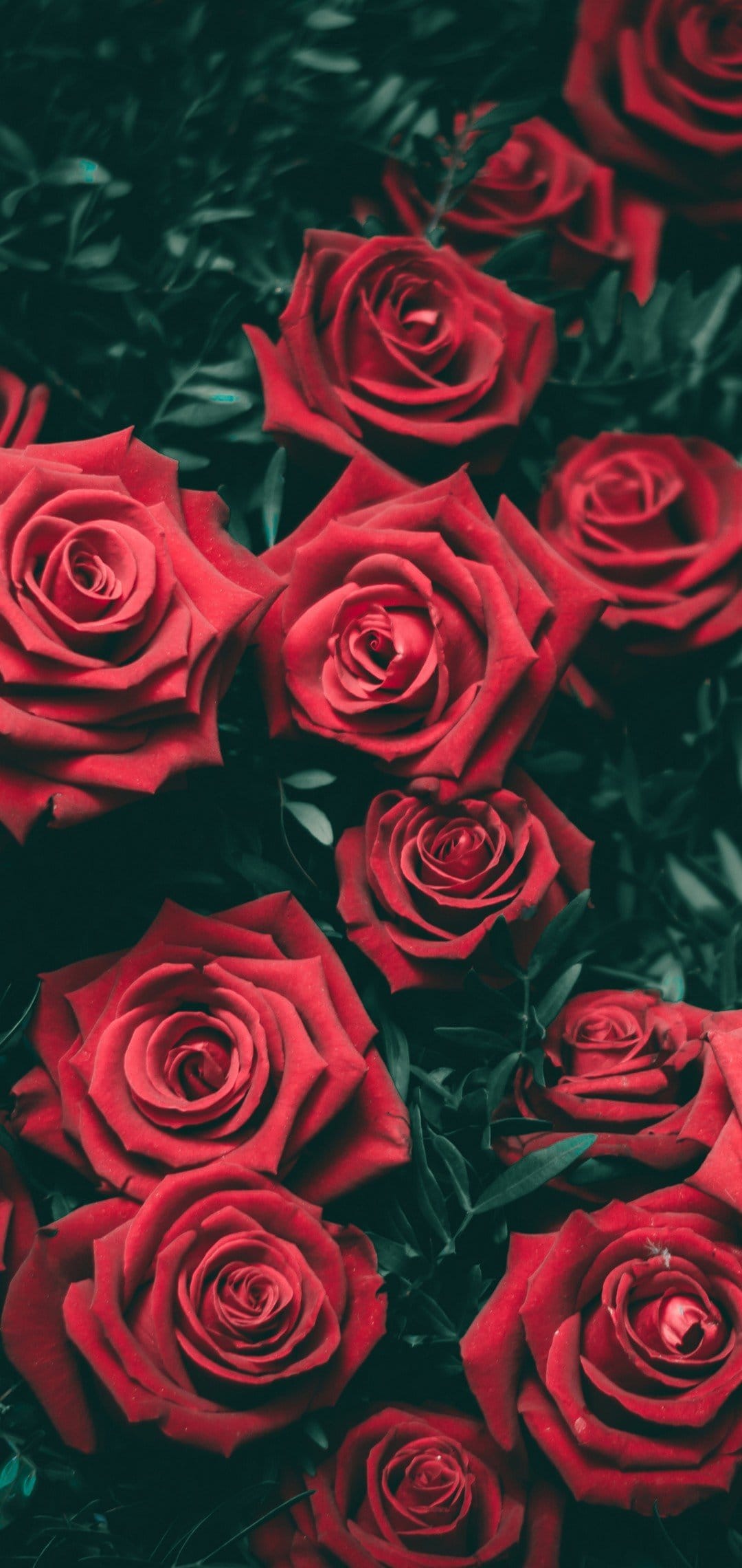 Red roses with velvety petals and dark green foliage arranged in a dense, blooming floral vertical pattern.
