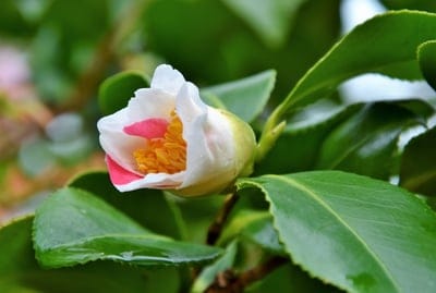 White camellia flower bud with pink edges and a yellow stamen blooms amidst dark green leaves in a soft garden light.
