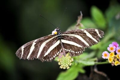 Zebra longwing butterfly with striped wings perched on colorful wildflowers against a dark green background.