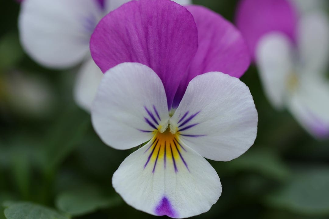 Purple and white pansy flower with violet veins and a yellow center against a soft green blurred background.