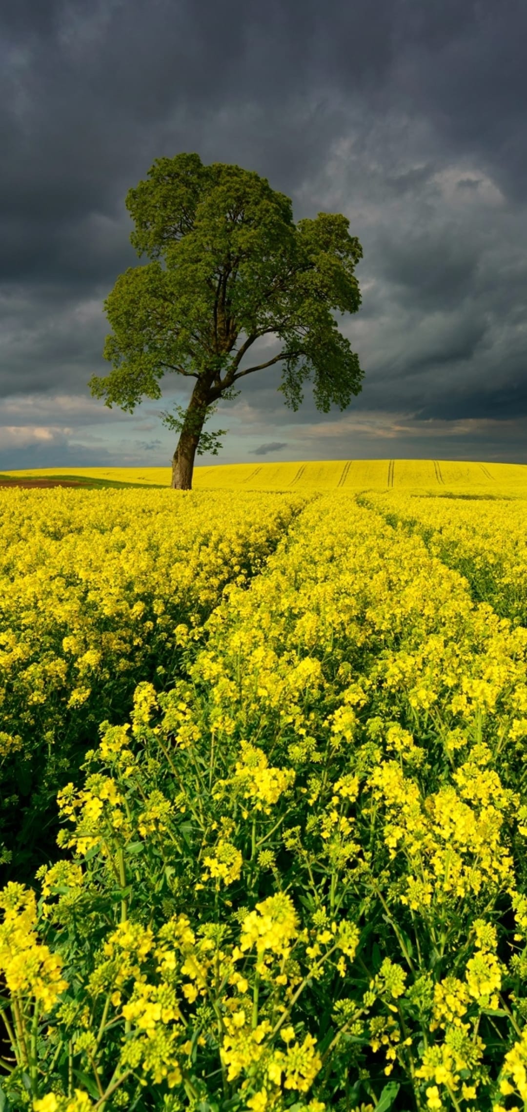 Solitary green tree in a vibrant yellow flower field under dark, brooding storm clouds and a blue sky horizon.