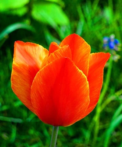 orange tulip, spring flower, blooming tulip, garden flower, floral photography, nature closeup, vibrant colors, green background, botanical, macro photography, flower petals, outdoor photography, spring garden, seasonal bloom, natural beauty, plant life, tulip season, vivid orange, delicate petals, floral art, garden beauty, botany