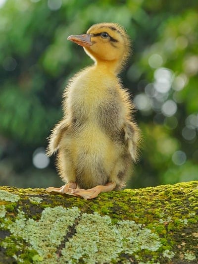 Yellow and brown duckling stands on a mossy branch with its beak open against a blurred green forest background.