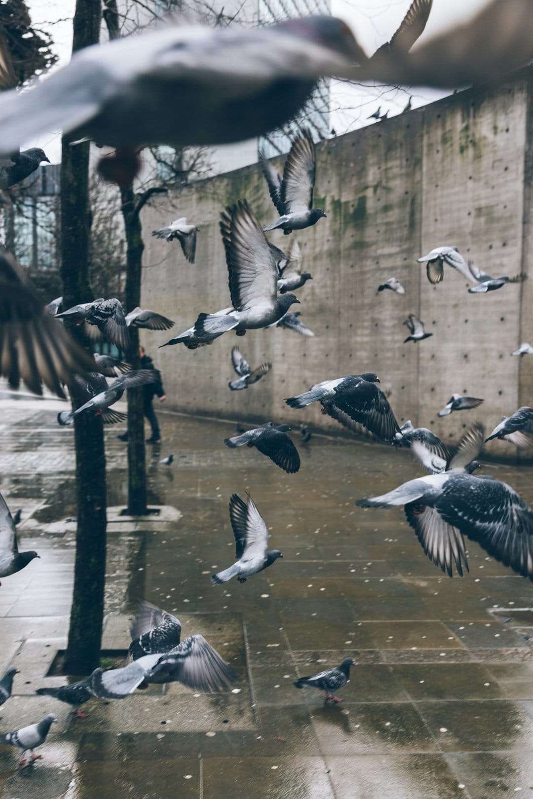Pigeons with spread wings fly over rain-slicked pavement next to a concrete wall in an urban landscape.
