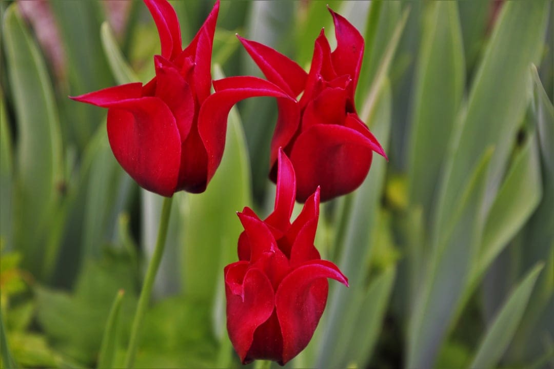 Red tulips with pointed petals stand against deep green leaves in a vertical macro flower photography composition.
