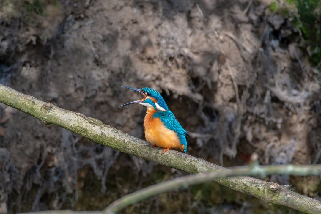 Kingfisher with bright orange underparts and blue wings sits on a mossy twig with its long beak open in a call.