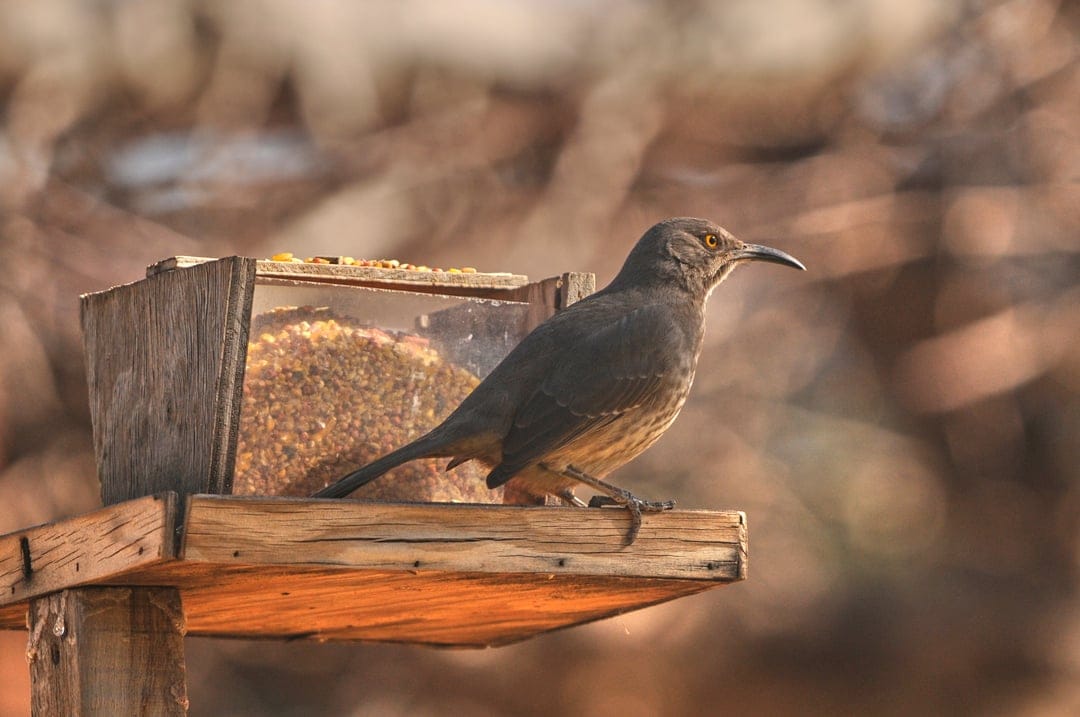 Brown bird with a long curved beak perches on a wooden bird feeder filled with seeds against a blurred background.