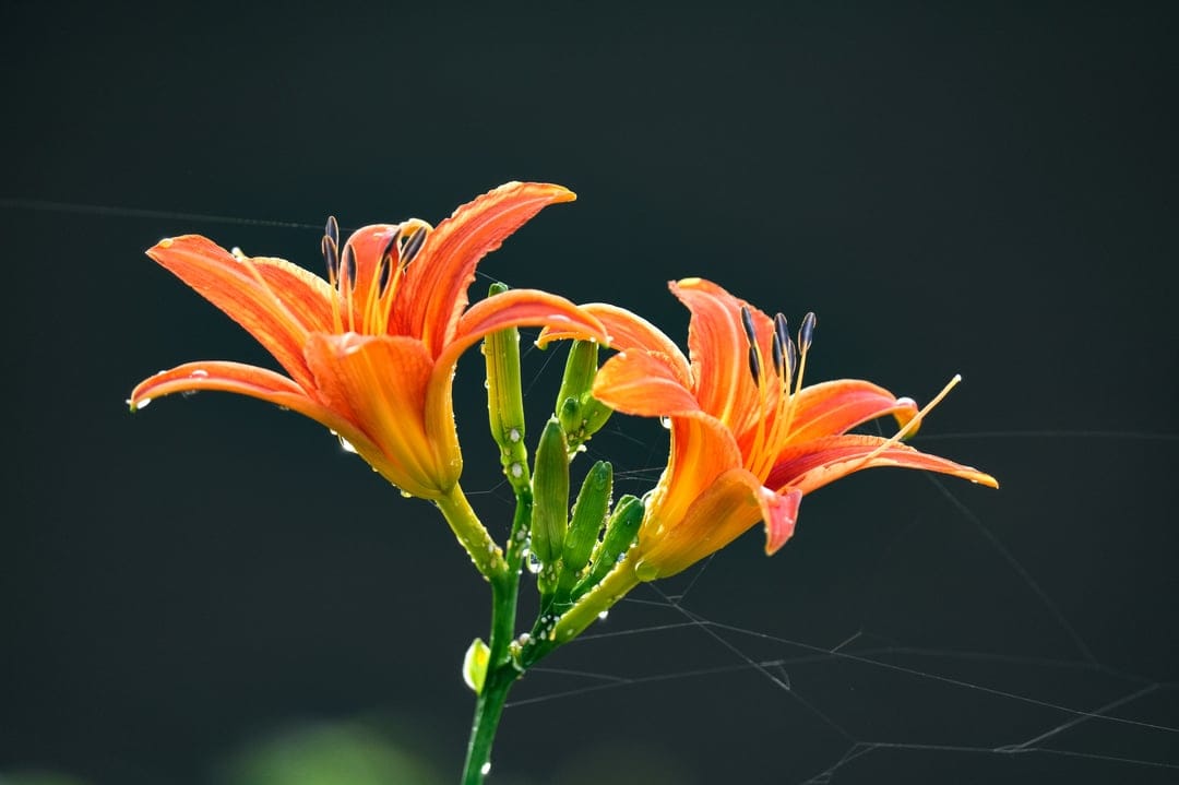 Two orange lilies with water droplets and fine spiderwebs against a dark, blurred natural background.