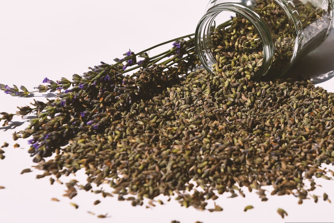 Dried lavender flowers spill from a clear glass jar onto a white surface with purple sprigs scattered nearby.
