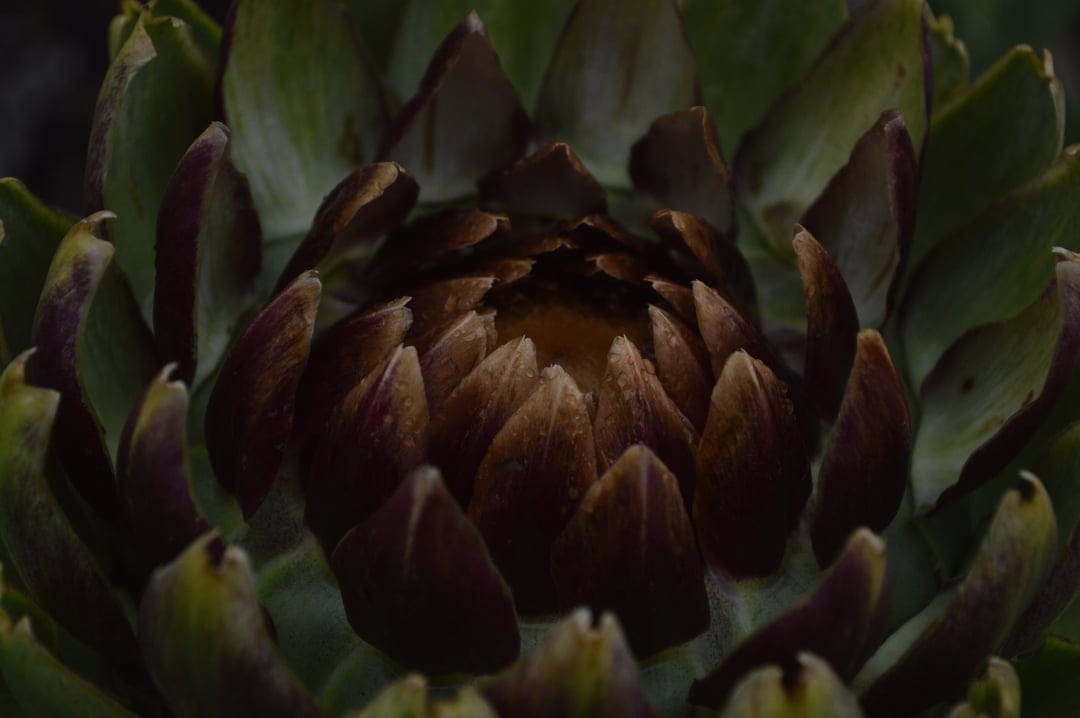 Dark artichoke bud with tightly packed purple and green leaves shown in a detailed vertical macro photograph.