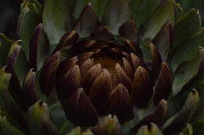 plant,nature,beautiful,flowers,artichoke,flower background,flower,flower wallpaper,close up