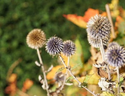 Spherical dried globe thistle seed heads with spiky textures against a blurred golden and green garden backdrop.