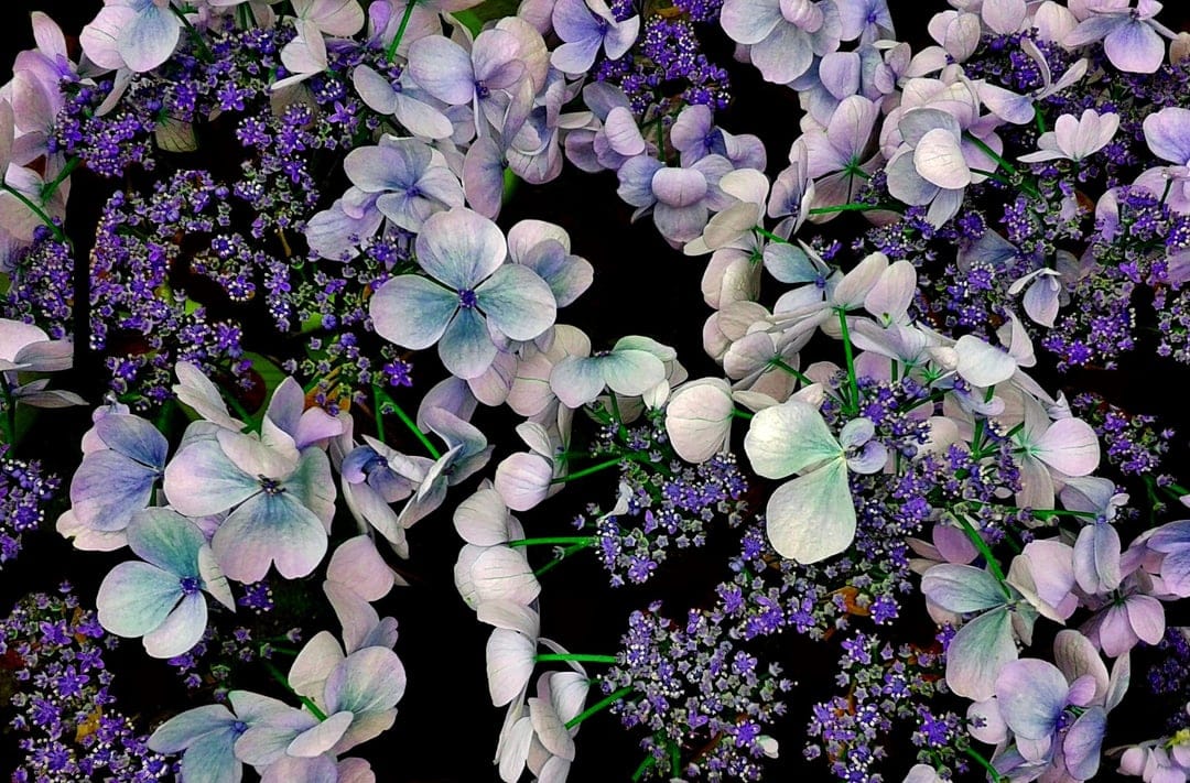 Blue hydrangeas and purple lavender sprigs stand out against a dark void in this vertical floral composition.