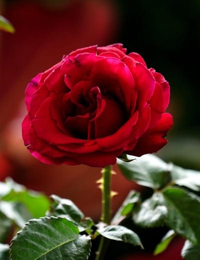 Deep red rose with layered velvet petals on a thorny green stem against a dark blurred bokeh background.