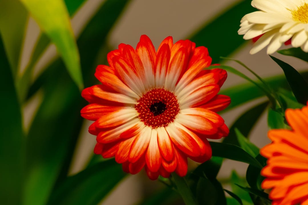 Orange and white gerbera daisy petals with a macro view of the dark center and soft green bokeh background.