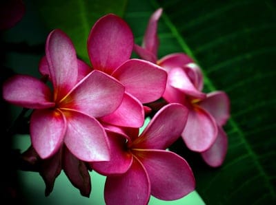 Plumeria, Frangipani, pink flowers, tropical flowers, exotic flowers, floral close-up, nature photography, botanical, flower petals, bloom, fragrance, Hawaii flowers, Polynesian flowers, garden beauty, summer flowers, vibrant colors, lush green, leafy background, delicate petals, tropical paradise, floral arrangement, natural beauty