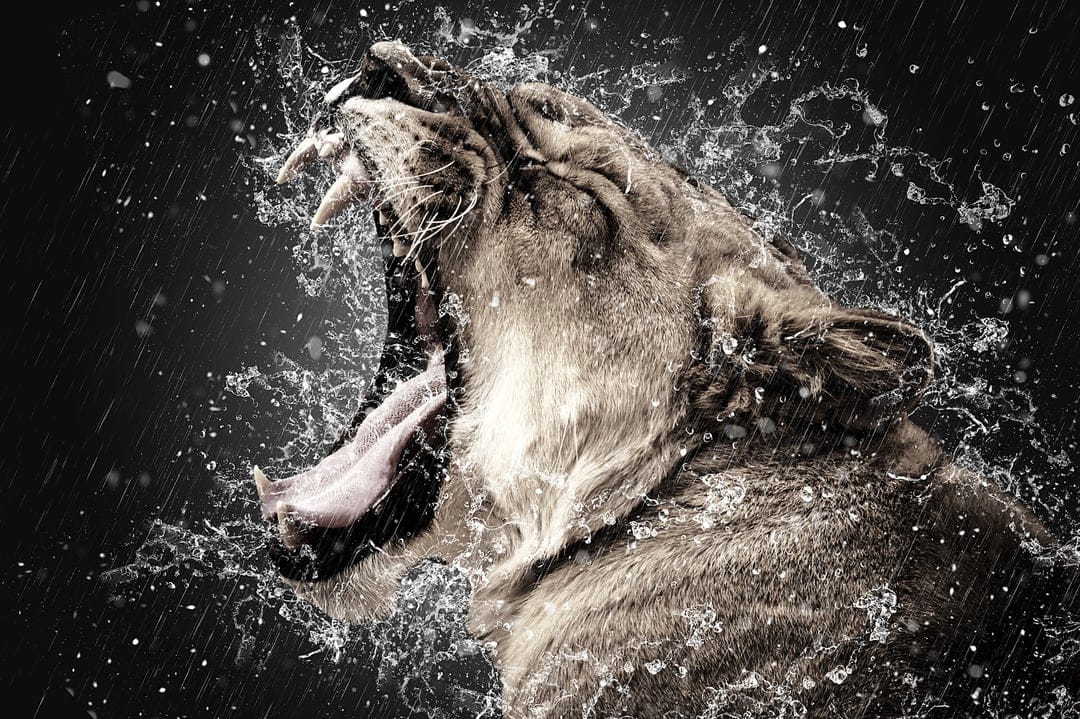 Majestic lion baring teeth while roaring, surrounded by dynamic water splashes on a dark textured backdrop.