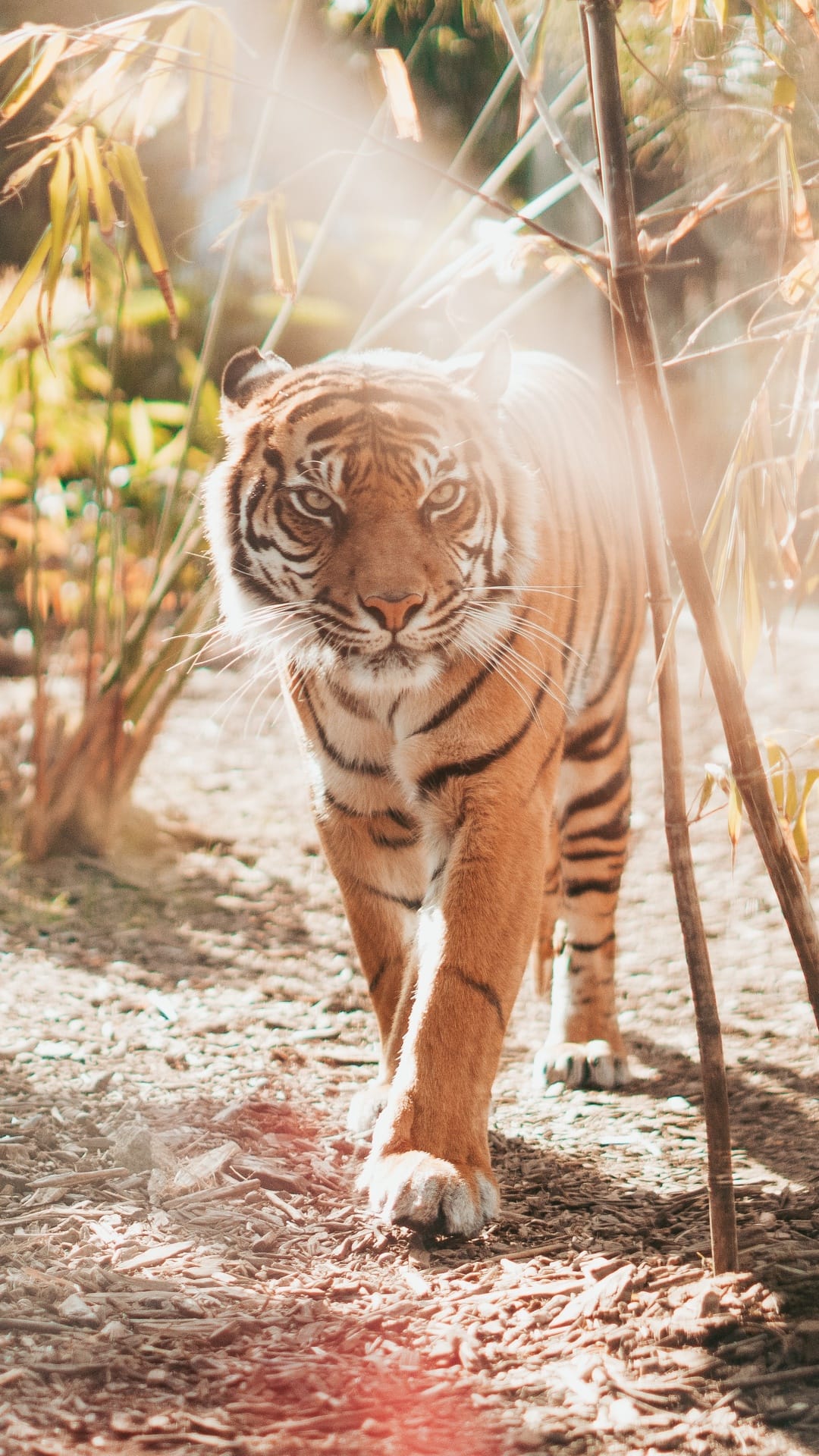Tiger with orange stripes walks through a sunlit jungle with golden lens flares and soft green bokeh background.